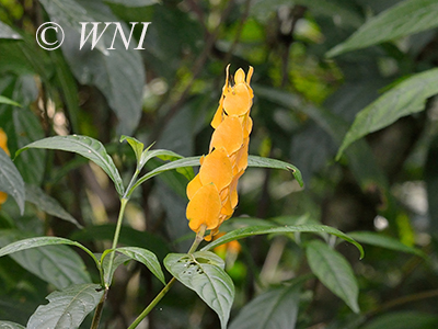 Pachystachys lutea